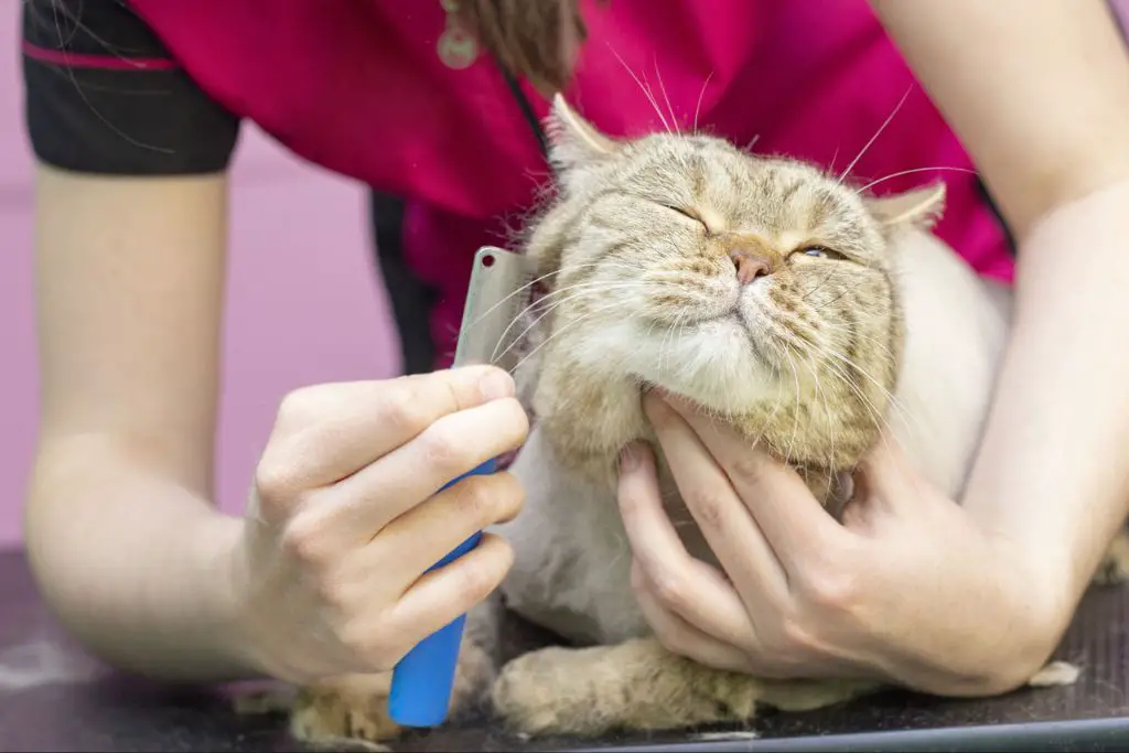 groomer staying calm with cat
