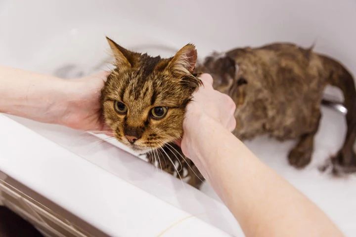 groomer washing fleas off a cat with special shampoo