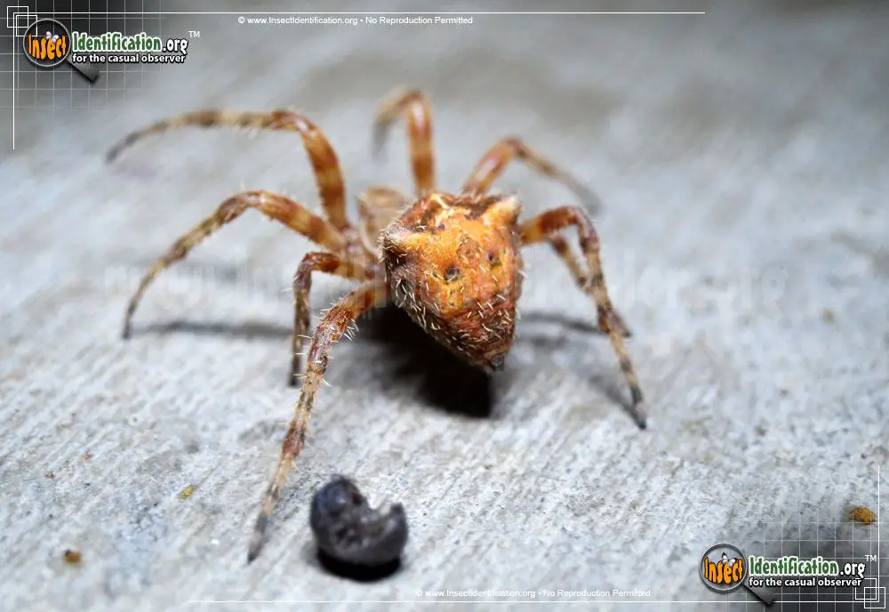 habitat range of cat face spiders in north america