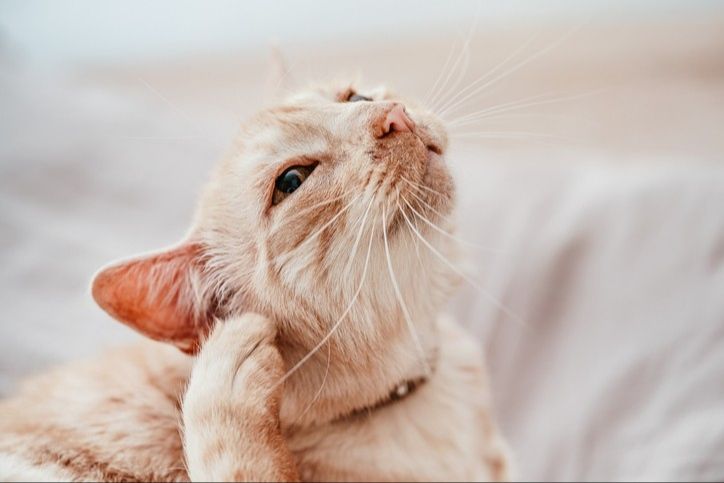 healthy cat that recovered from ear infection after vet care