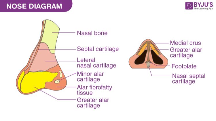 human nose structure diagram