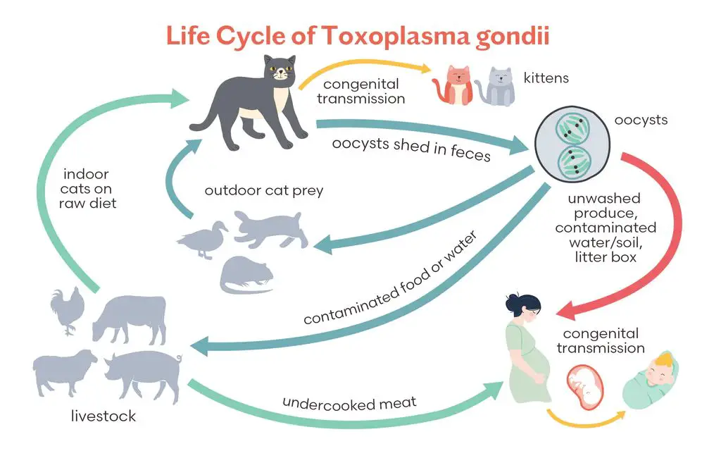 humans can get toxoplasmosis from undercooked meat or contaminated food and water.