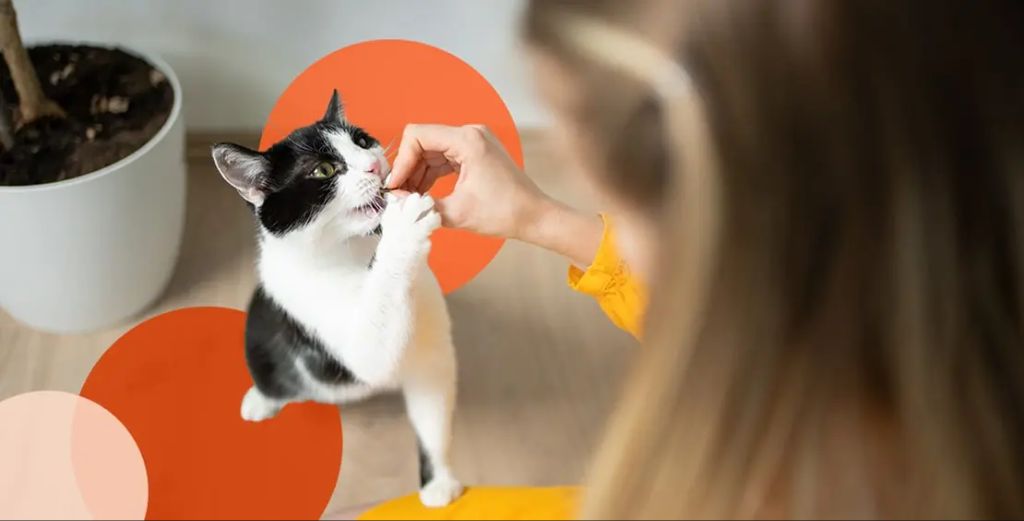 humans can interpret signals and train cats with rewards