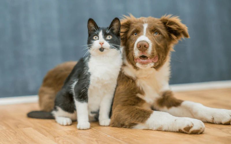 ideal home environments for cats vs dogs