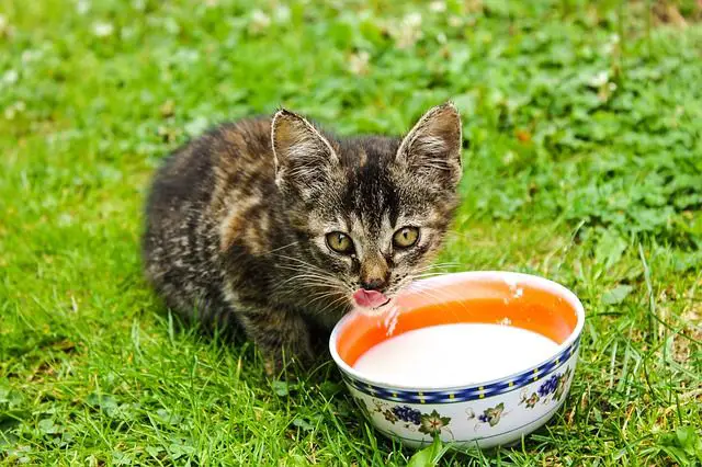 image of a cat drinking milk