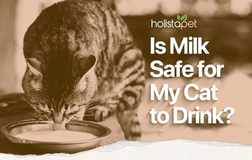 image of alternatives to milk for cats