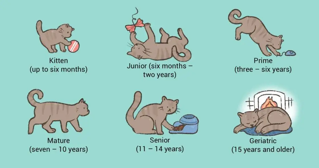 indoor living, lower stress, and breed impact how quickly cats age.