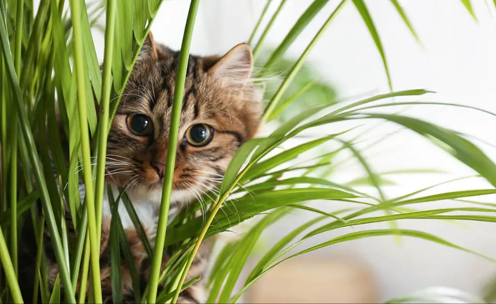 initial steps for treating cat palm poisoning at home