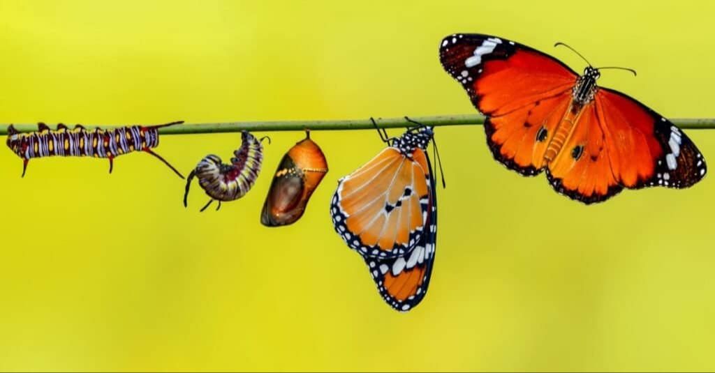 inside the pupa, caterpillar transforms to butterfly