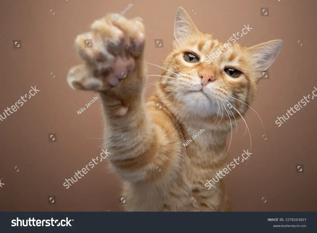 kitten with claws extended