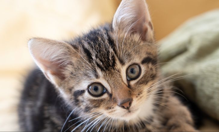 kittens can bond with humans during a sensitive period when young
