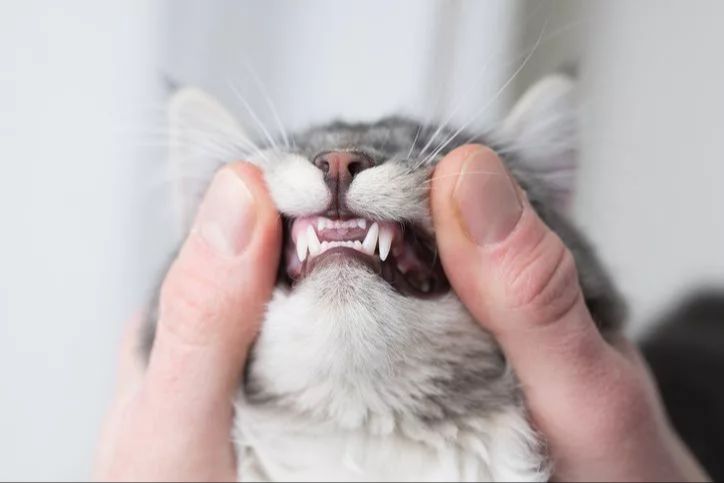 kittens start losing their milk teeth around 3-4 months old as adult teeth grow in