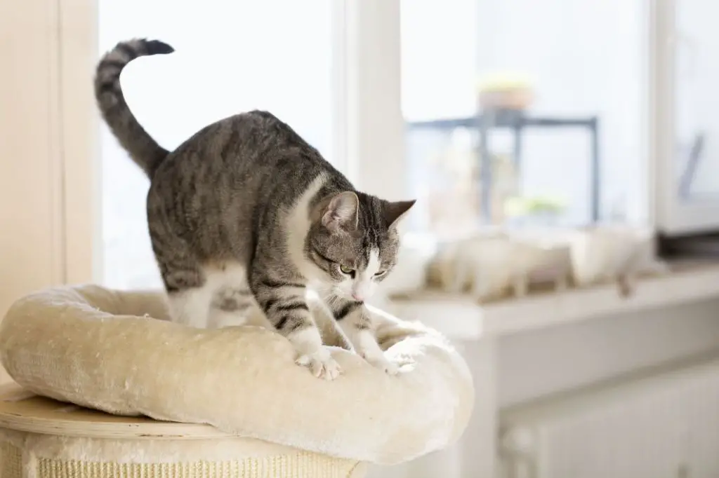 kneading communicates contentment in cats