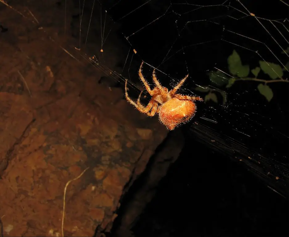 life cycle of the cat face spider