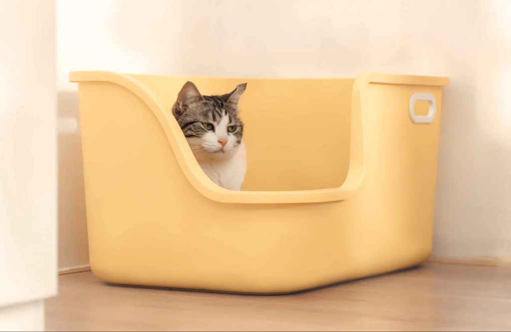 litter boxes concentrate odor from cat waste