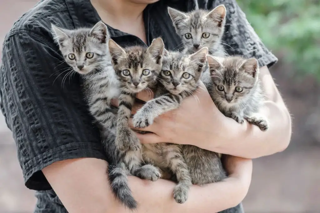 litter size causes kittens to be born small