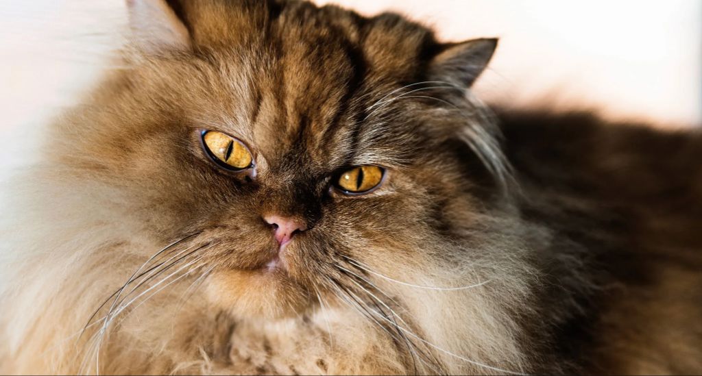 longhaired cat breeds like the persian require daily grooming
