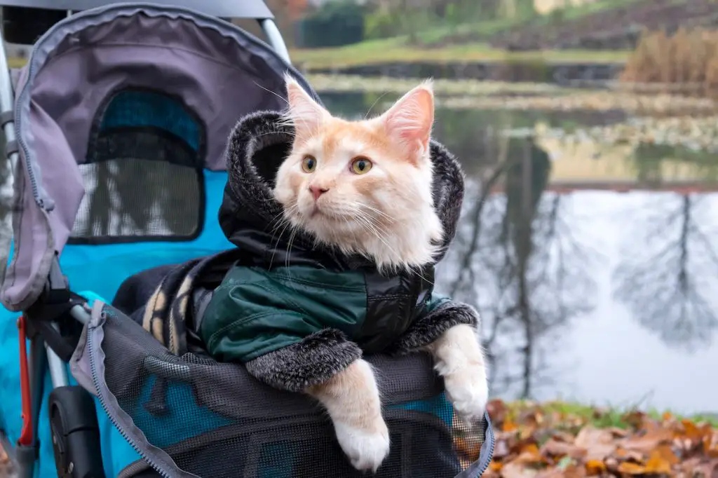 main benefits of using a cat stroller