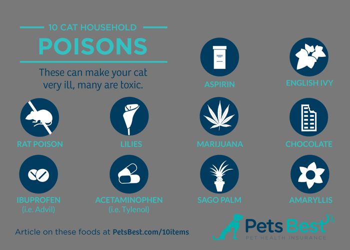 medications toxic to cats