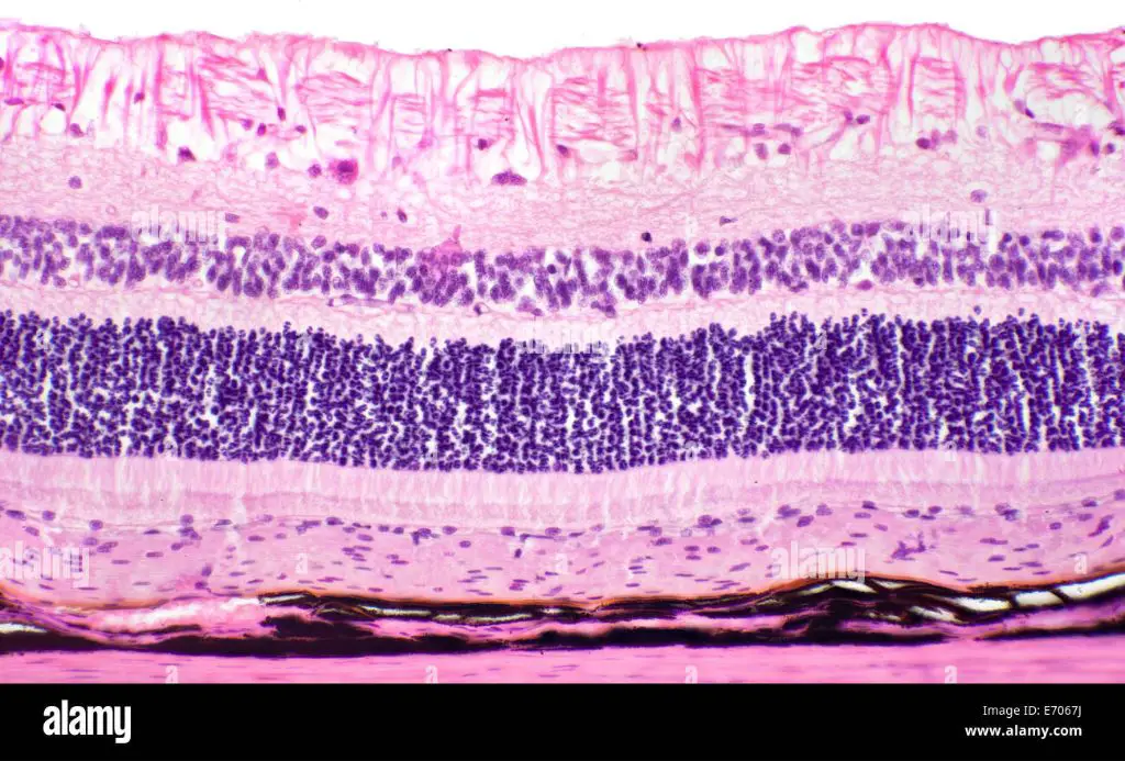 micrograph of a cat retina