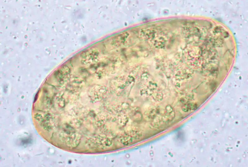 microscopic view of parasites