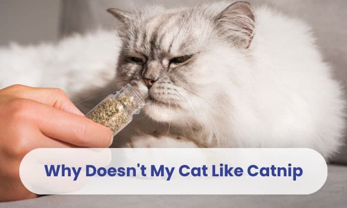 most dogs do not respond strongly to catnip like cats do.