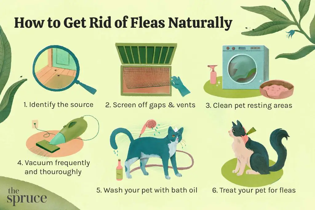 natural flea treatments