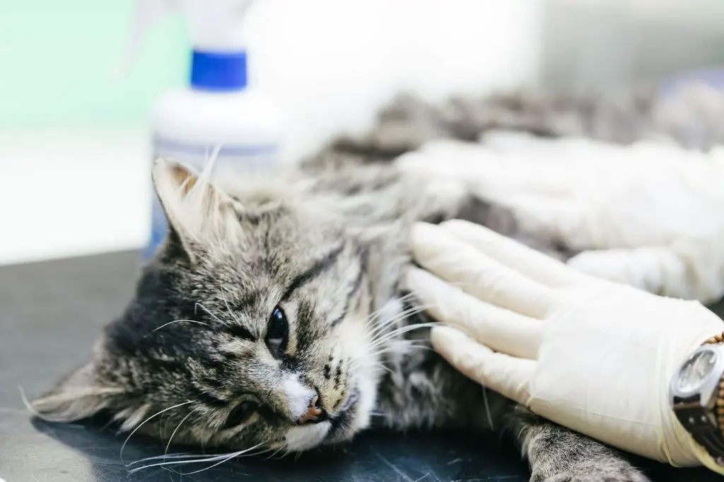nausea and vomiting are common anesthesia side effects in cats