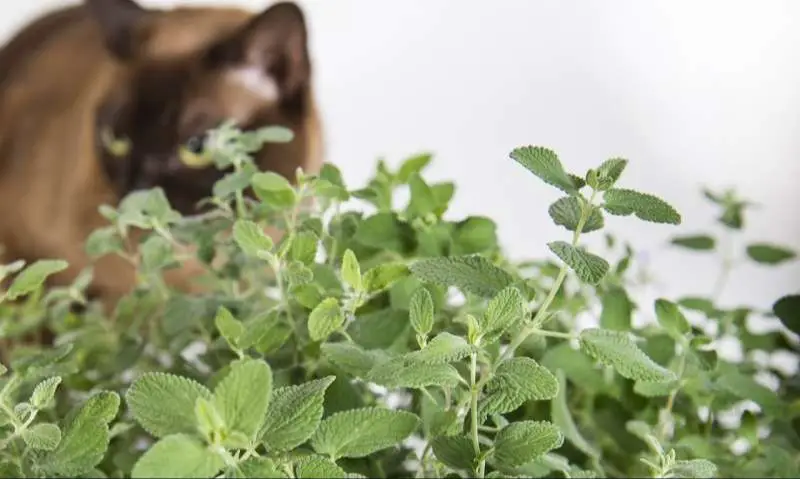 nepetalactone causes the effects of catnip