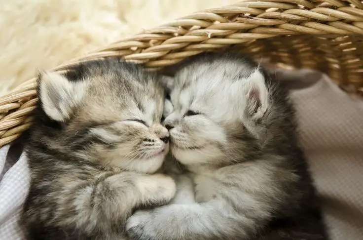 newborn kittens cuddling together in a fur lined basket