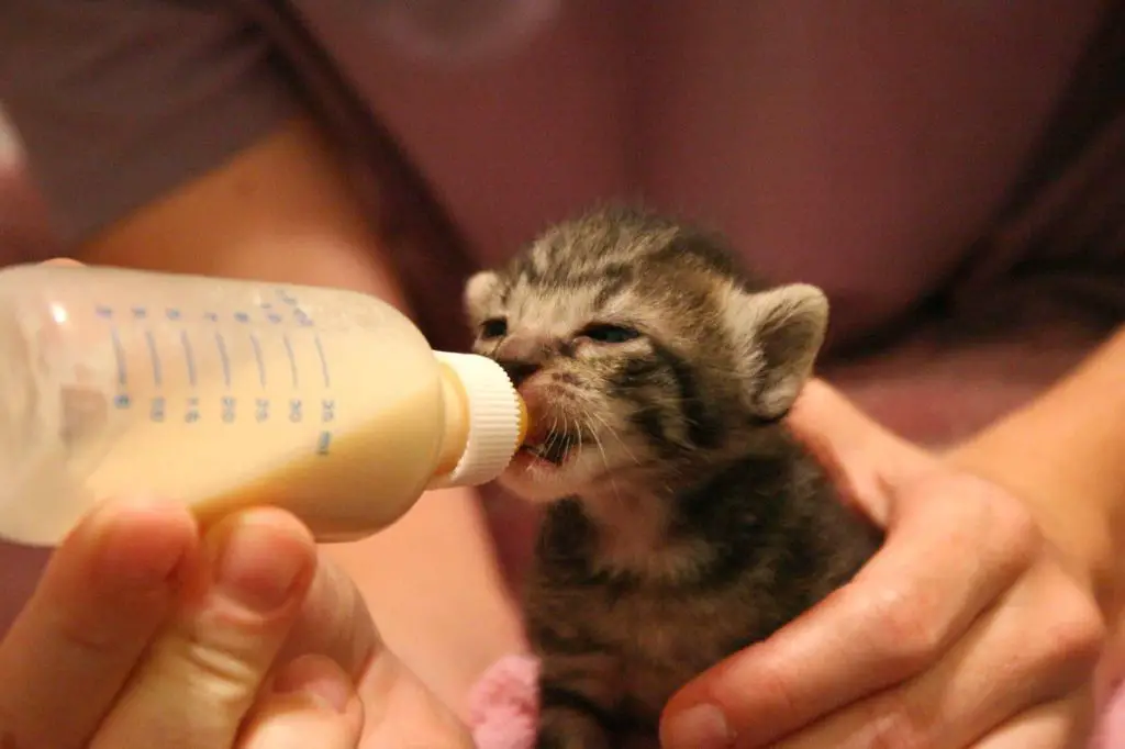 newborn kittens feeding