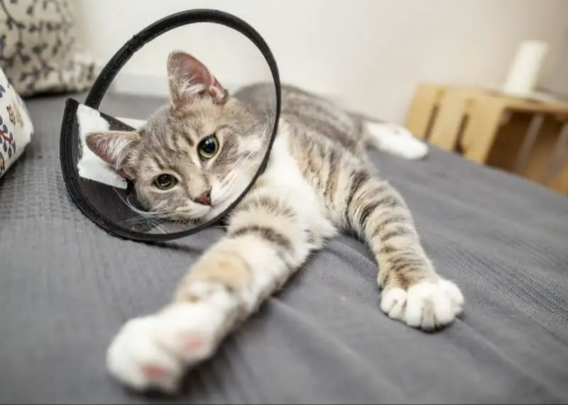 person checking surgical incision on a cat