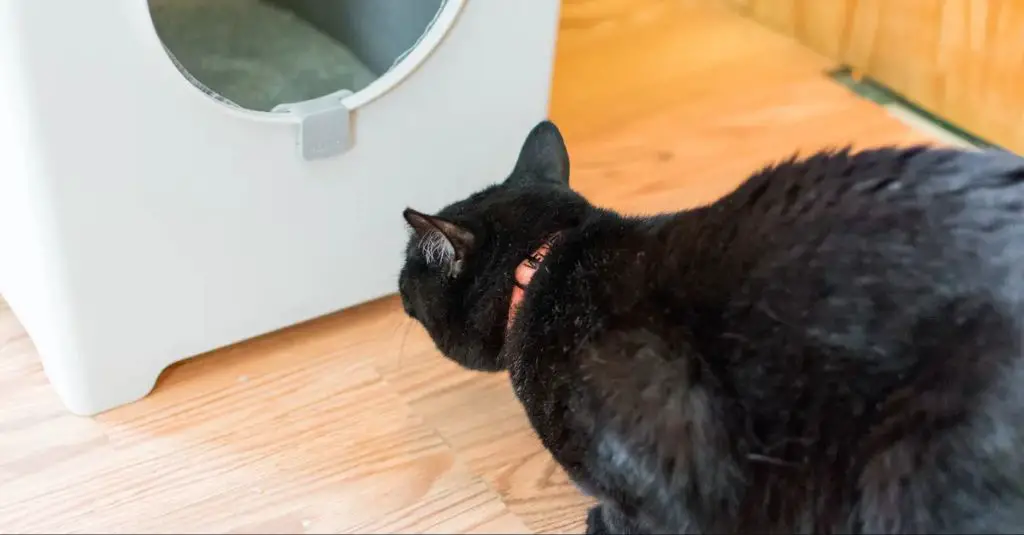 person inspecting cat litter box
