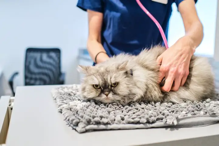 person taking their cat to the veterinarian