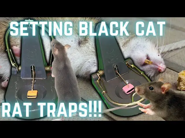 person with rat trap