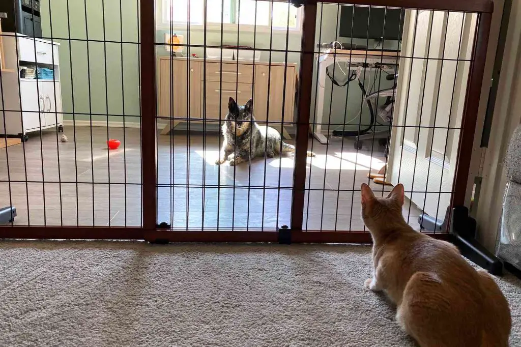 pet gate in doorway