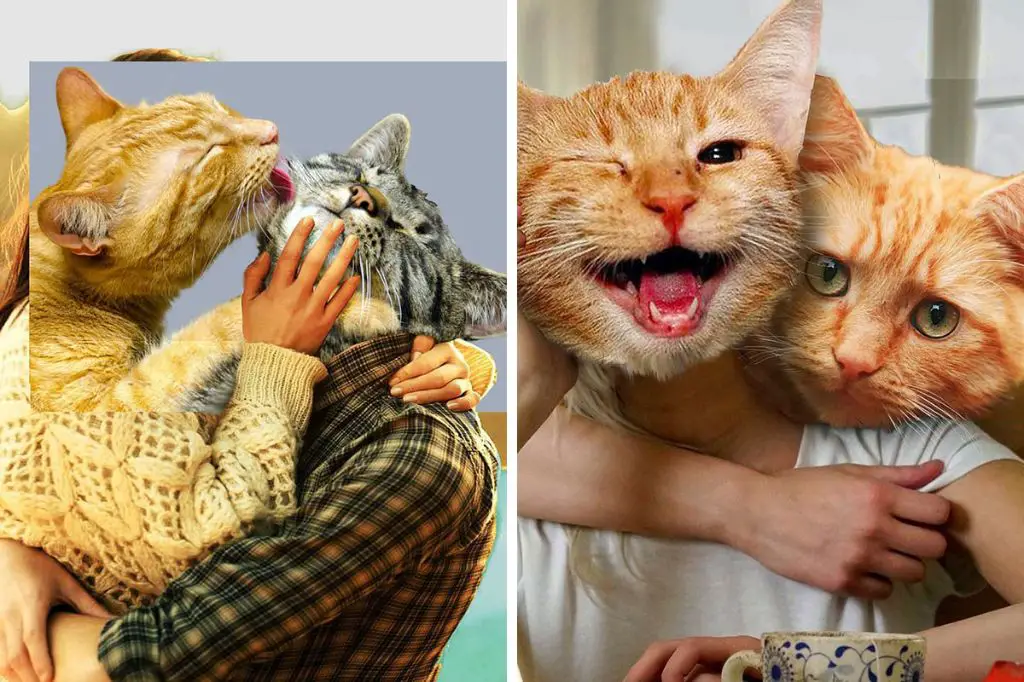 photo collage of cat companionship