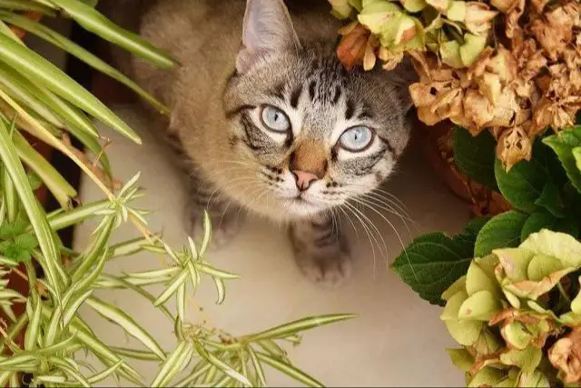 plants most vulnerable to cat urine damage