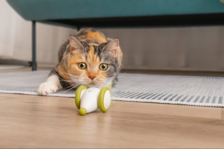 playtime stimulates cats mentally and physically.