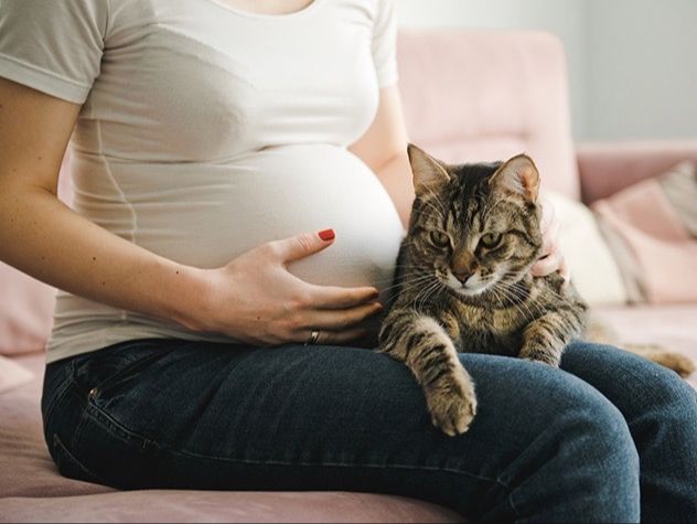 pregnant woman petting cat