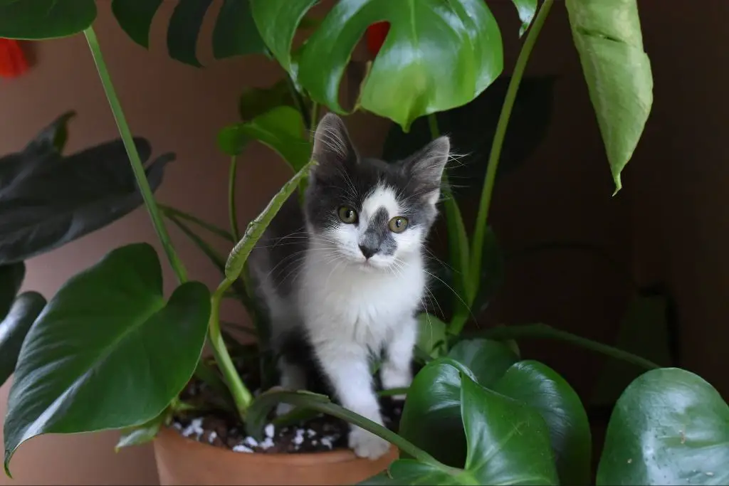 preventing cat urine damage to plants