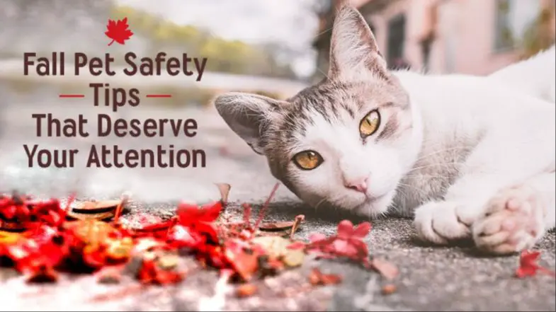 preventing dangerous falls for cats