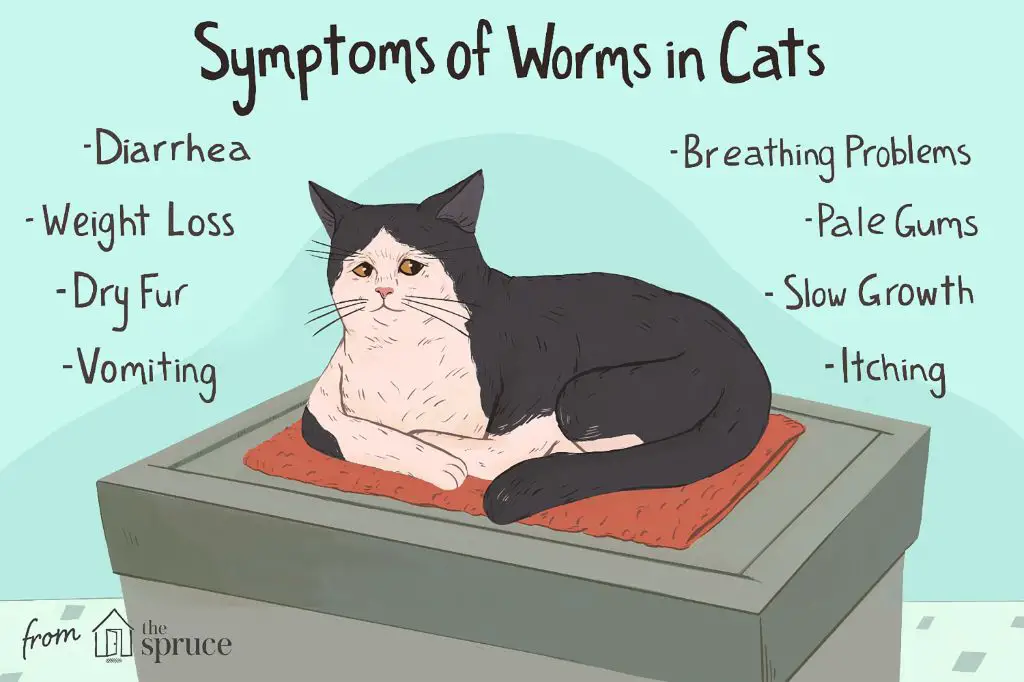preventing tapeworms