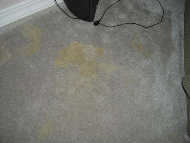 professional cleaning urine stained carpet