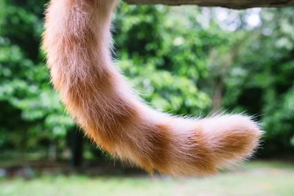 purpose of cat tail movement