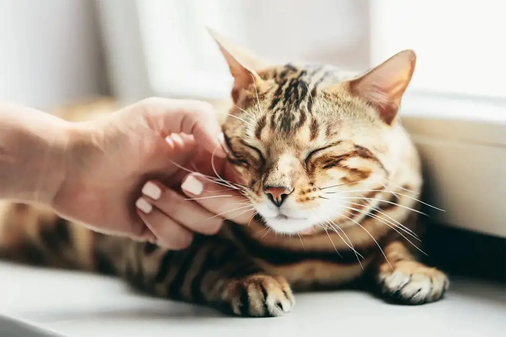 purr therapy uses cat purrs to provide soothing effects.