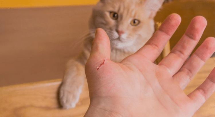 red, inflamed cat scratch on hand