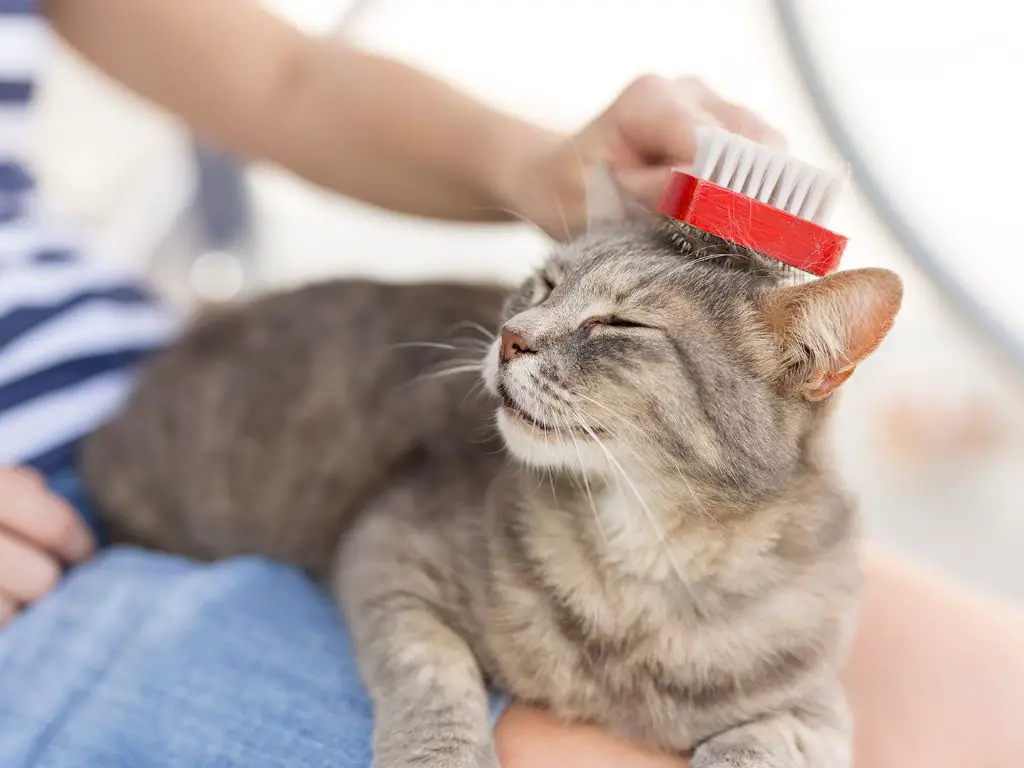regular grooming and cleaning helps reduce cat odors.