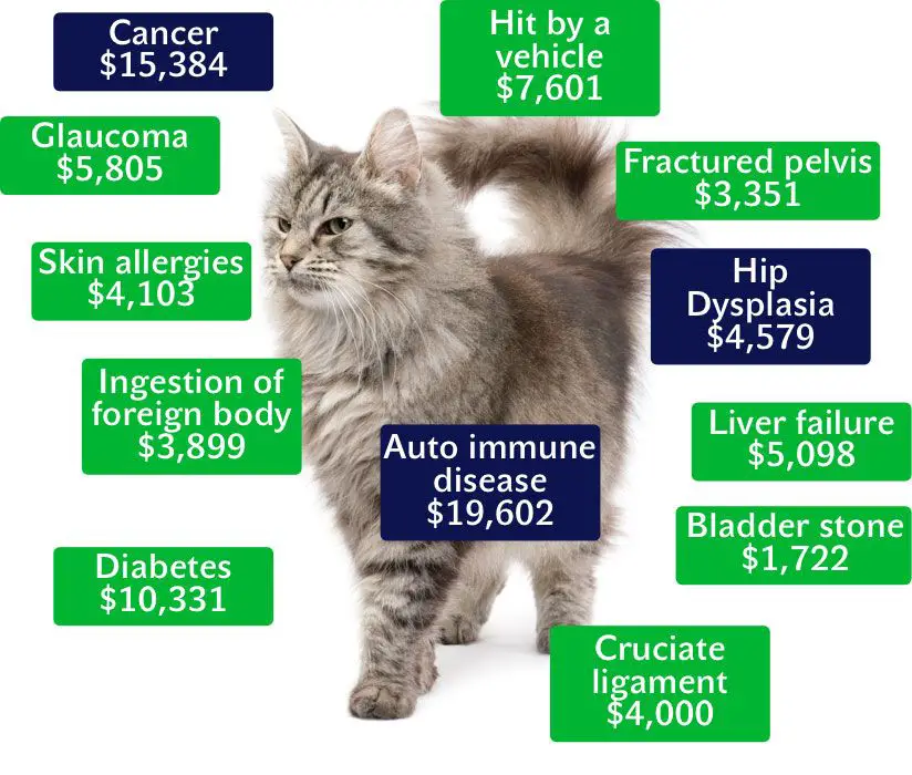 reviewing typical cat insurance coverage
