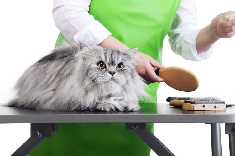 rewarding a cat during grooming
